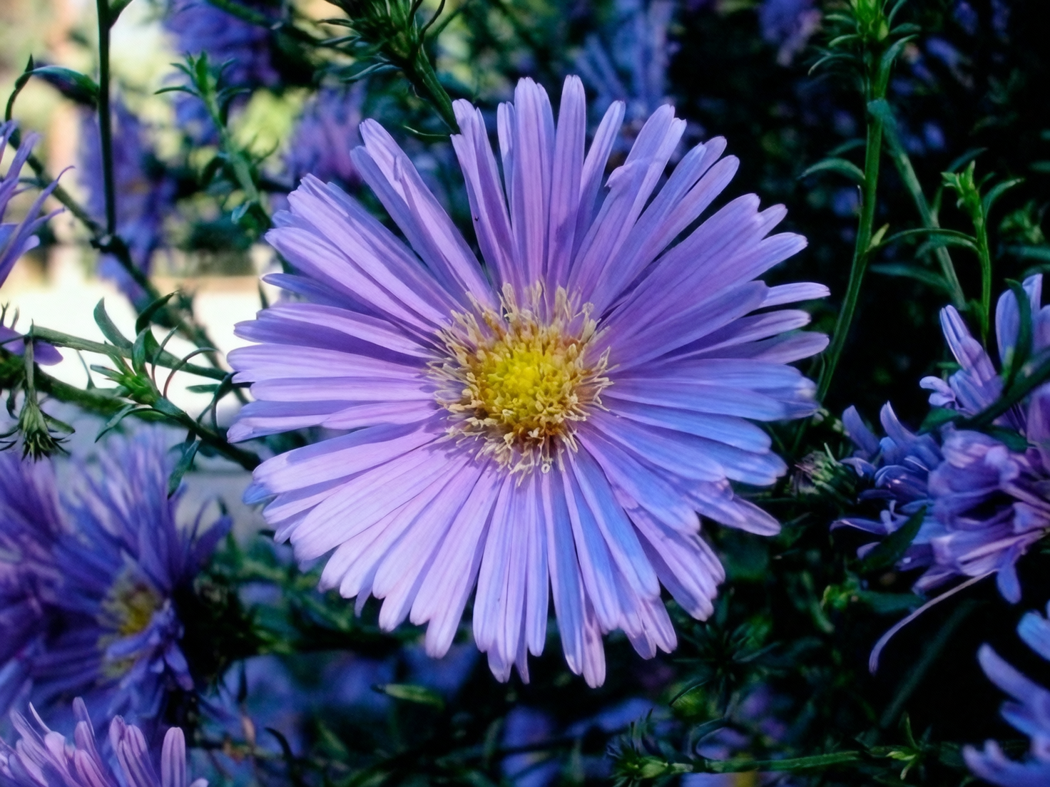 gerbera flower center macro