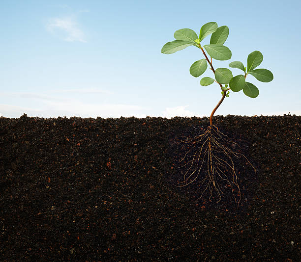 gerbera roots potting soil