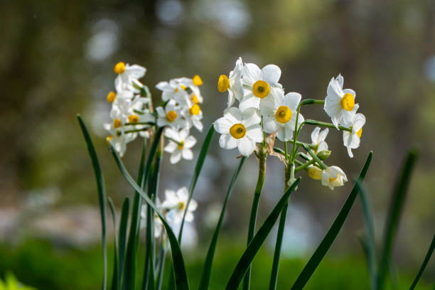 From Salty Shores to Spring Festivals: The Epic Journey of the ‘Chinese Sacred Lily’