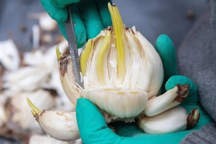 narcissus tazetta bulb carving hands