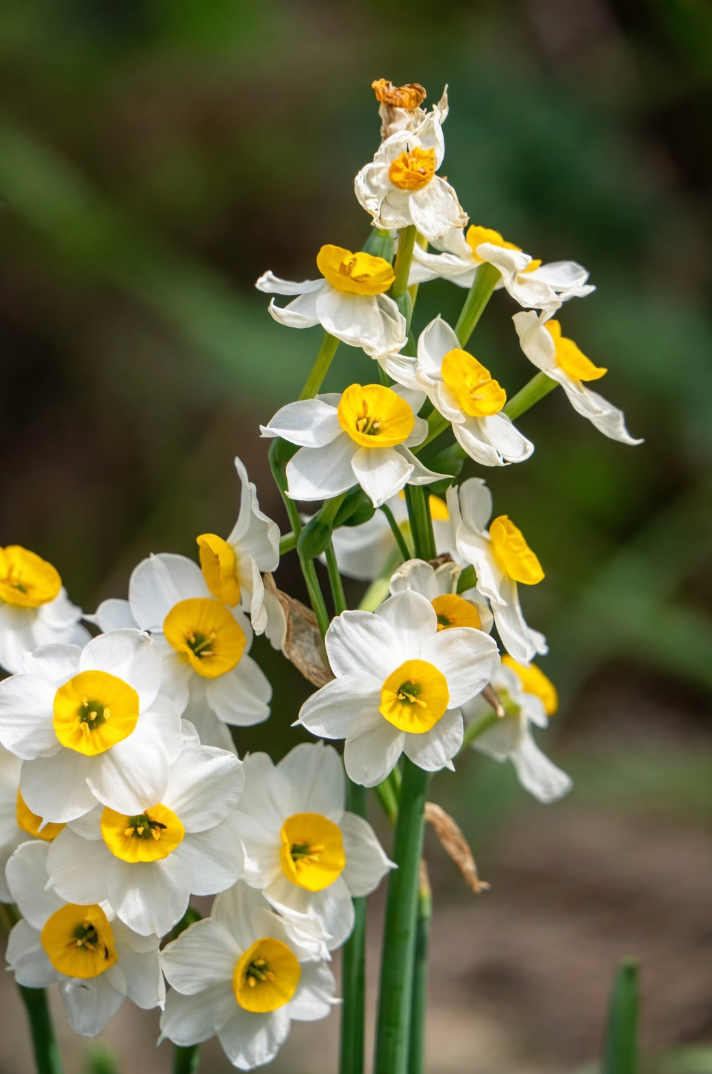 narcissus tazetta clump garden border