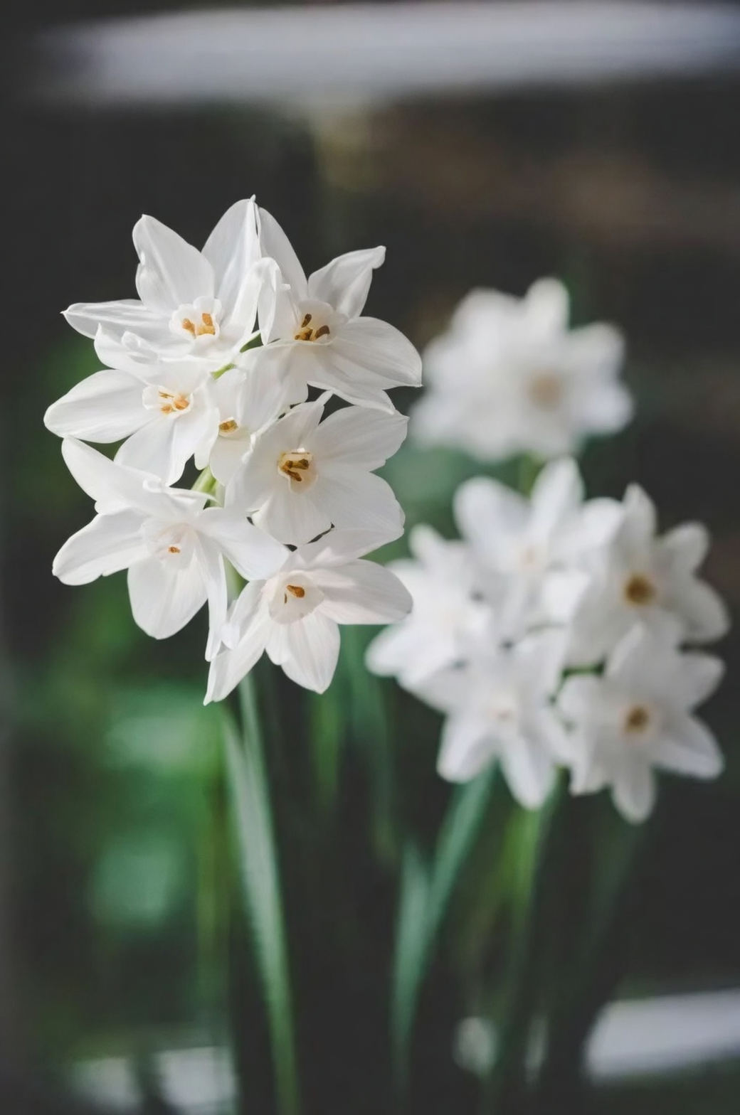 Lovely but Lethal: A Pet Parent’s Guide to Safely Enjoying Paperwhite Narcissus