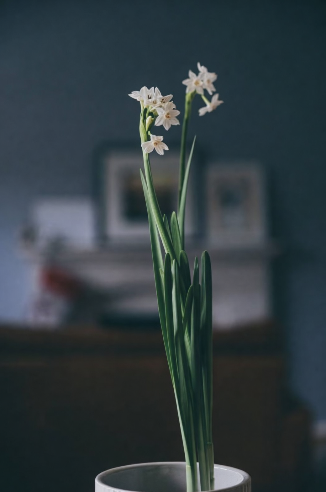 paperwhite narcissus high shelf living room