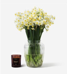 paperwhite narcissus stems in separate vase