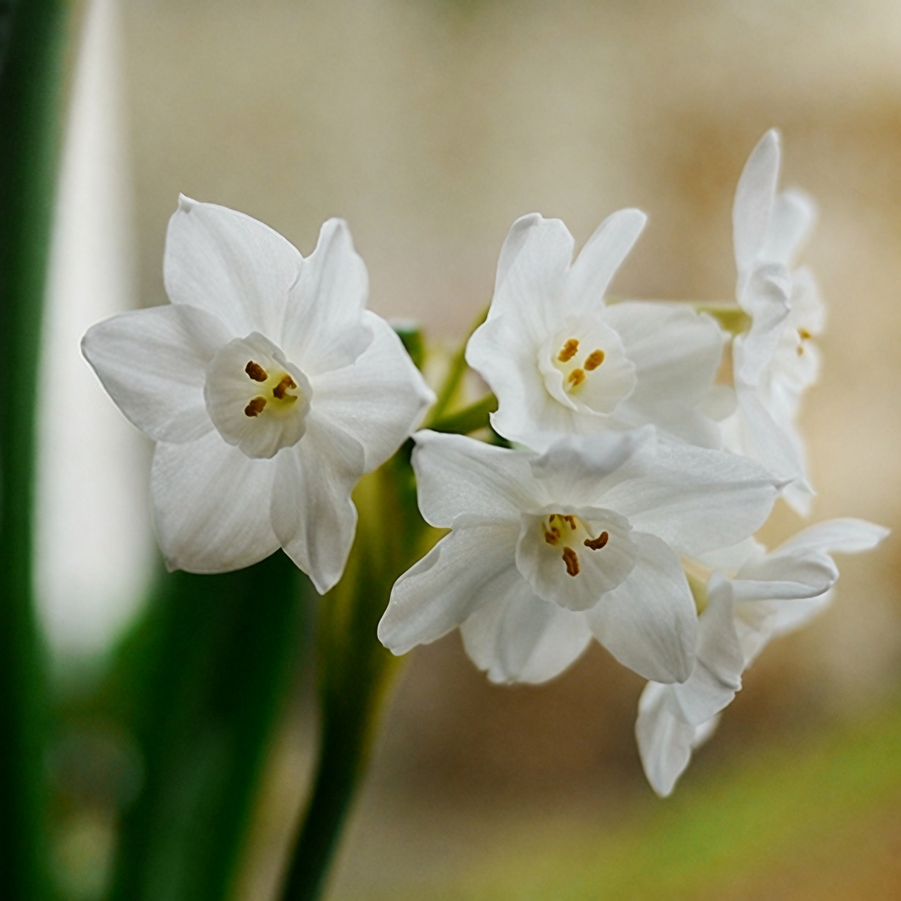 Daffodils in a Mixed Bouquet? The Sap Hack Every Florist Knows (and How Paperwhites Behave)