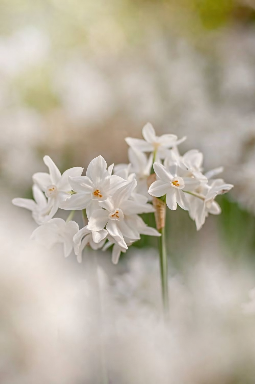 paperwhite narcissus gooseneck bud close-up