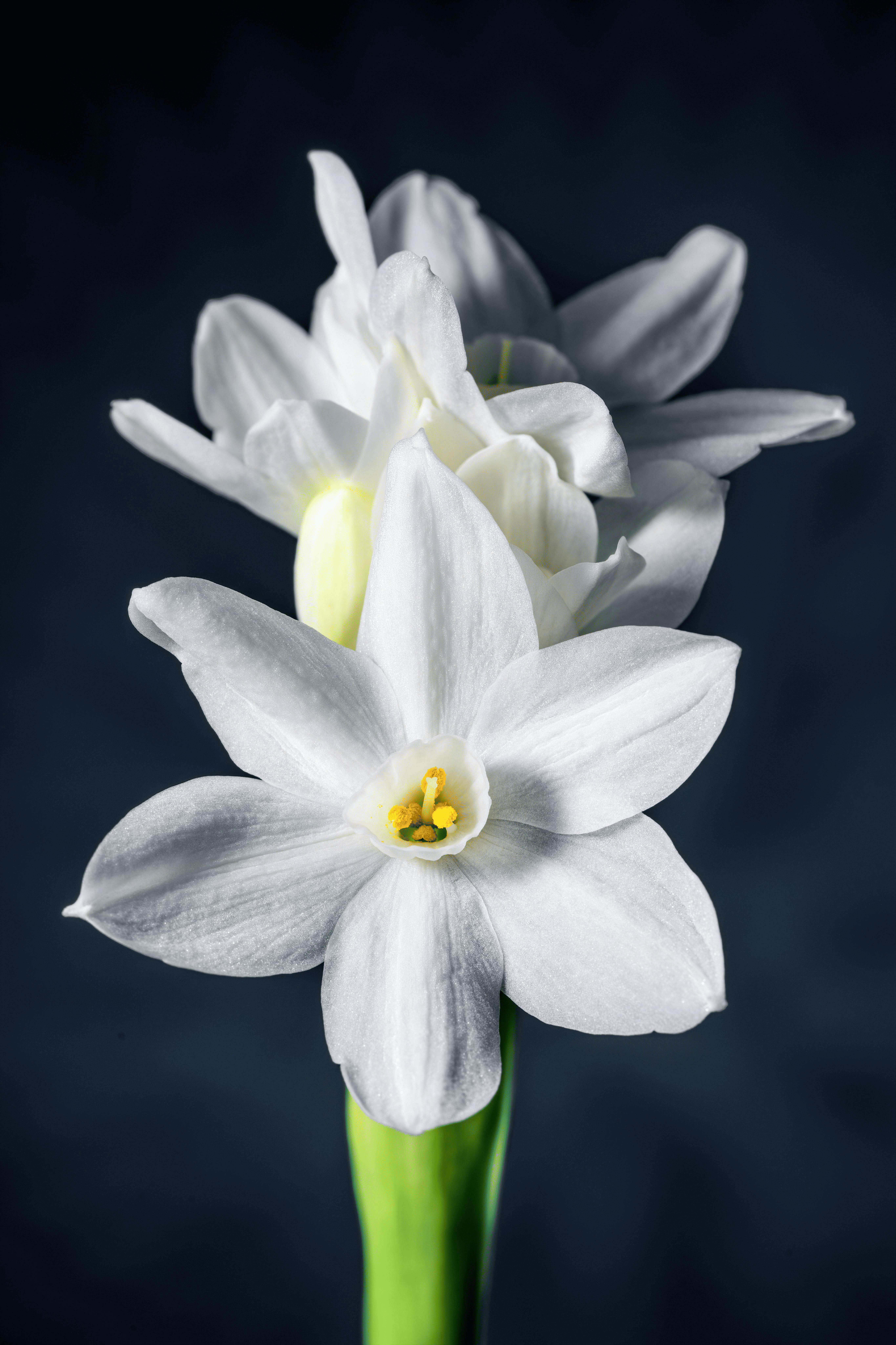 paperwhite narcissus stems soaking bucket