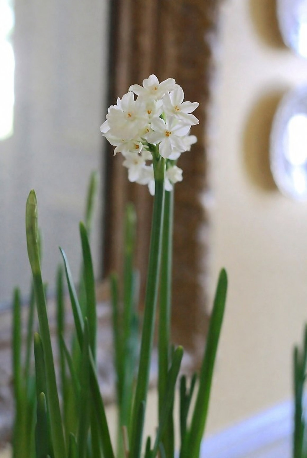 paperwhite narcissus on windowsill bright room
