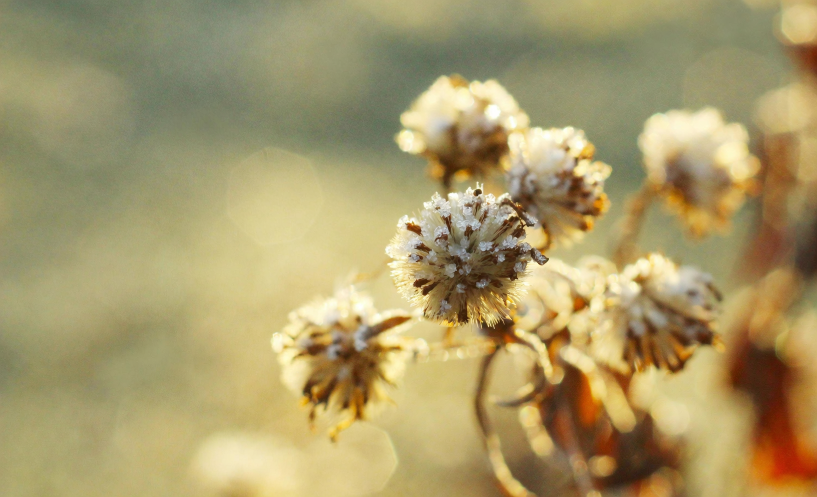 Chinese narcissus south window sunlight