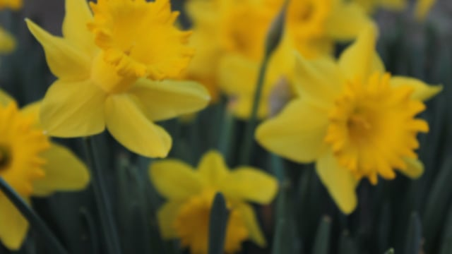Chinese narcissus hydroponic bowl pebbles