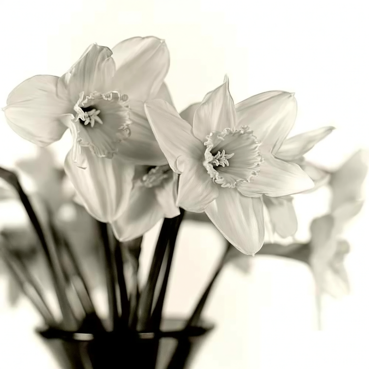 Chinese narcissus water pouring night