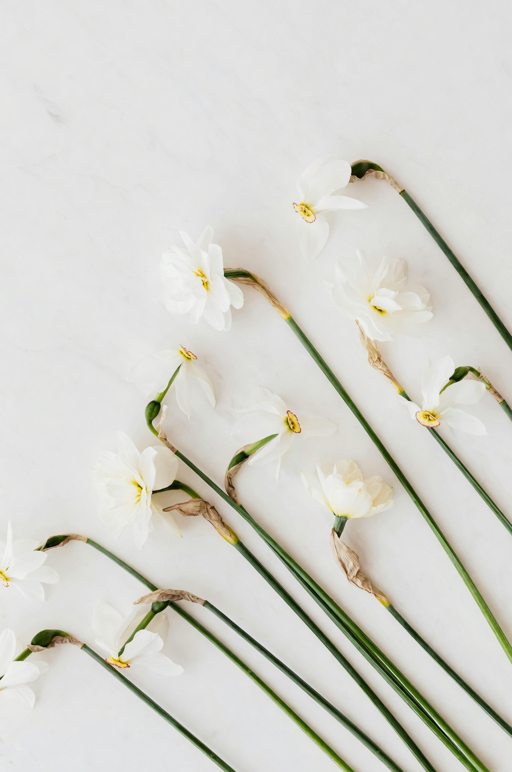 Pretty but Poisonous: Pet‑Safe Paperwhite Displays (and What to Do If a Bulb Gets Chewed)