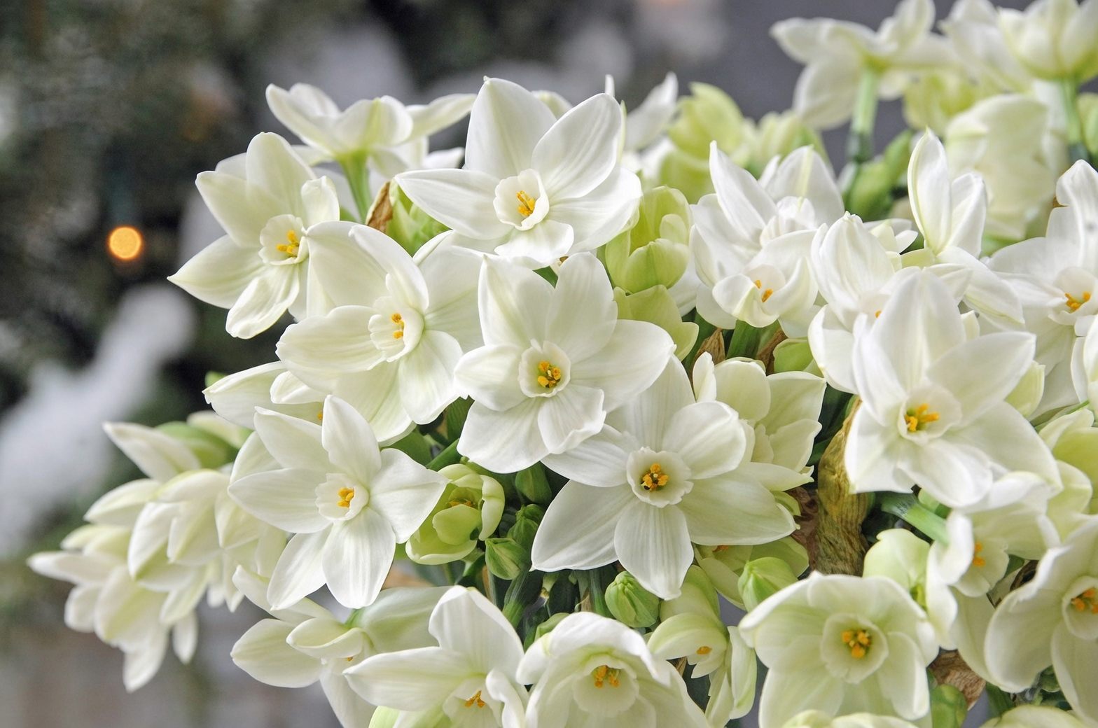 paperwhite narcissus bulbs close up