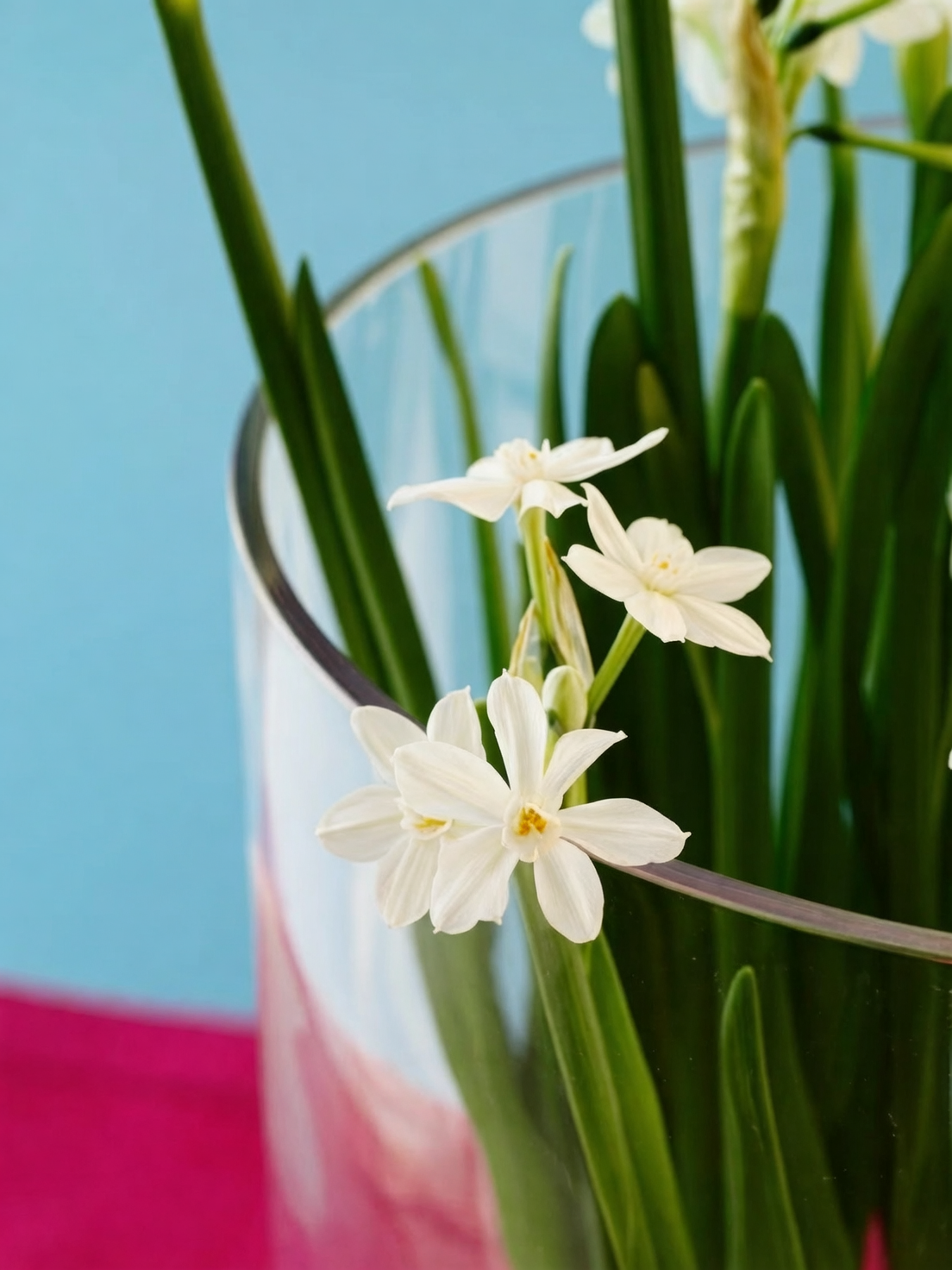 paperwhite narcissus glass cloche