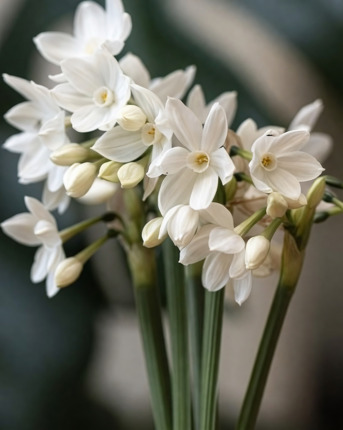 paperwhite narcissus bulb handling gloves
