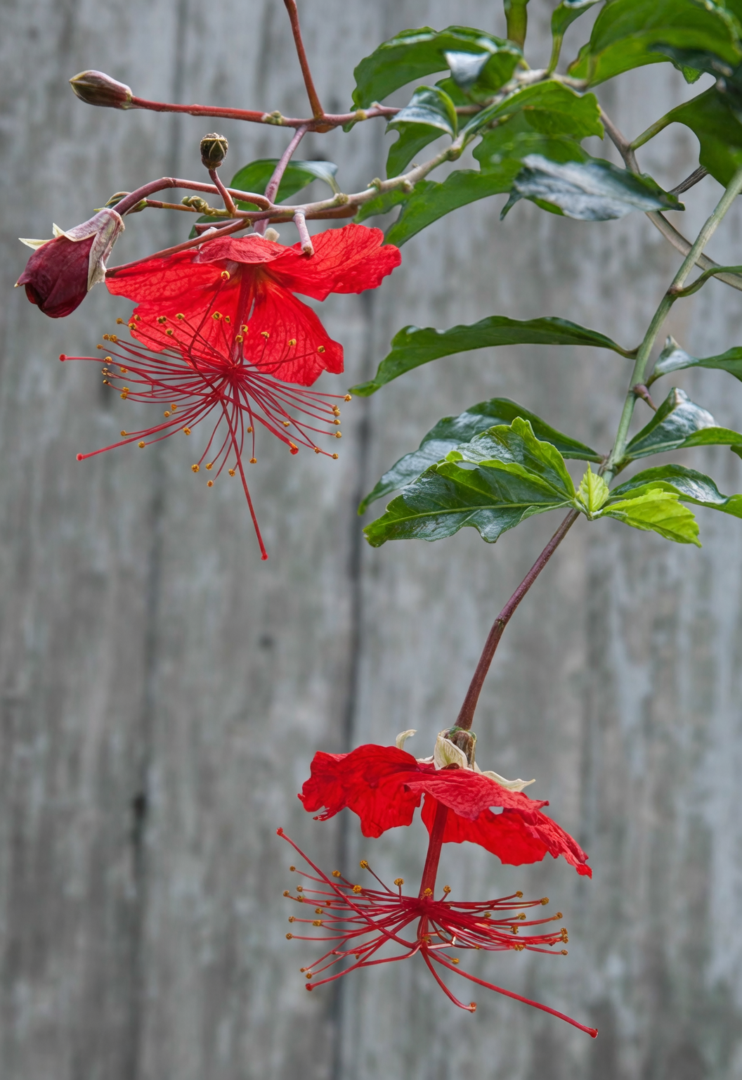 45天速成花开迎新春：水仙水培倒计时养护清单