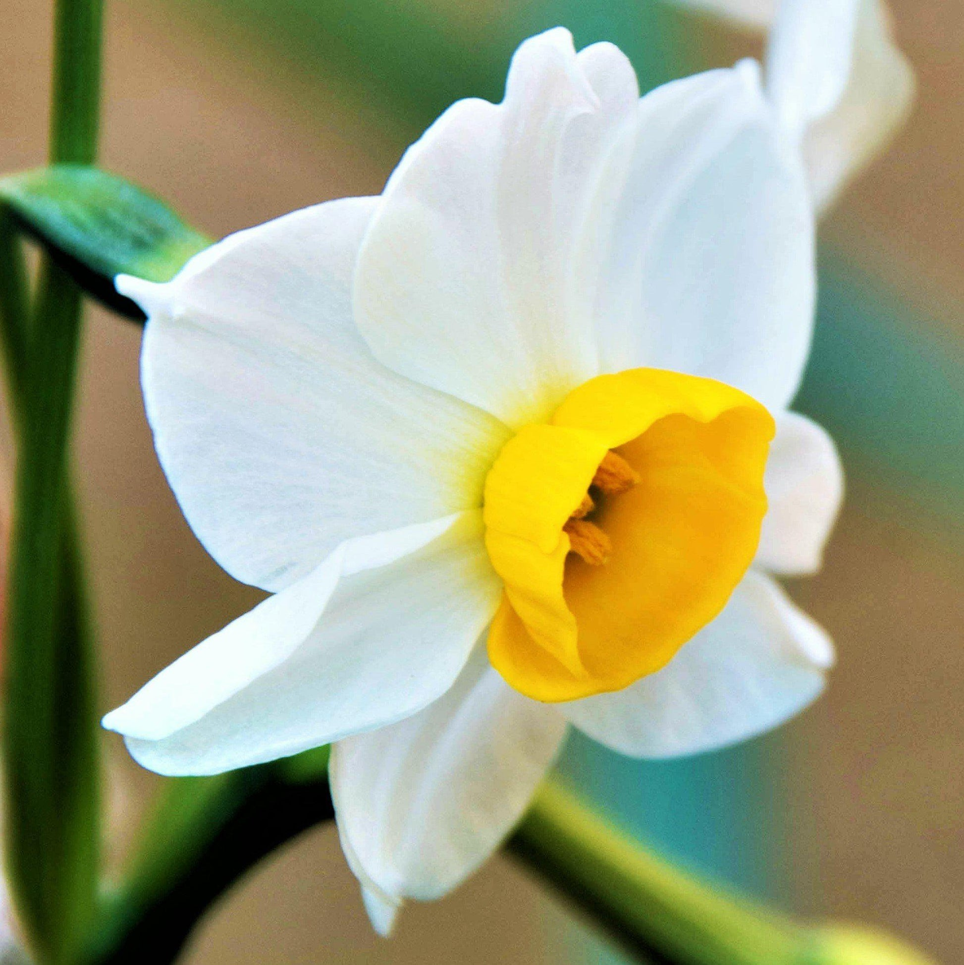 Chinese narcissus flower close-up