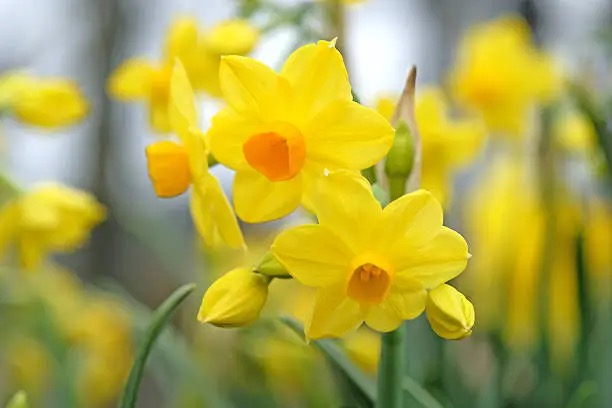 Chinese narcissus buds forming close-up