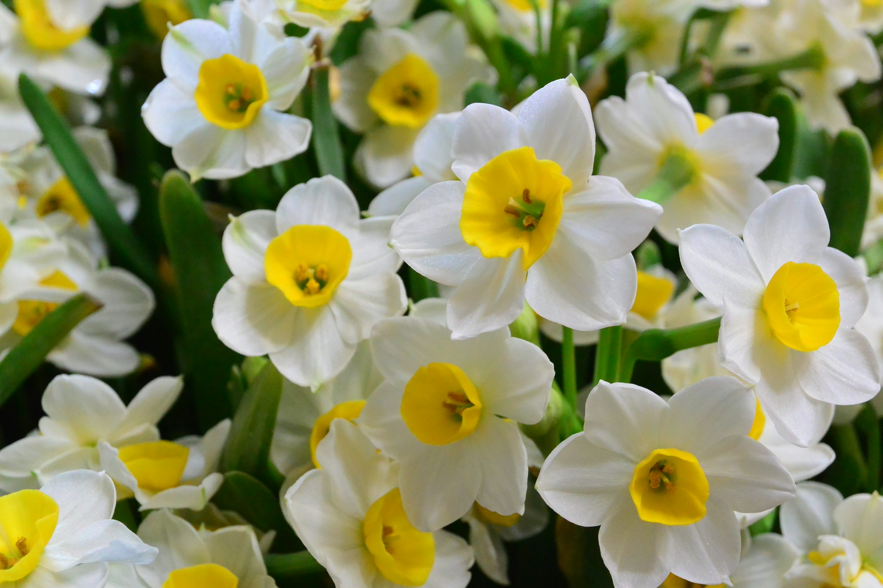 Chinese narcissus flower close-up