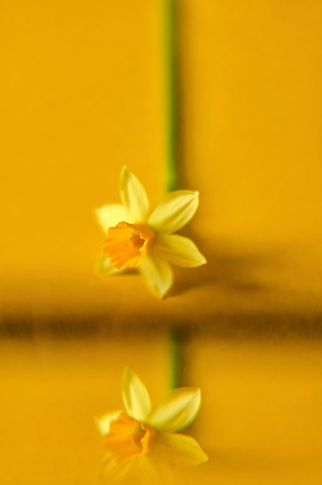 Chinese narcissus bulbs selection close up