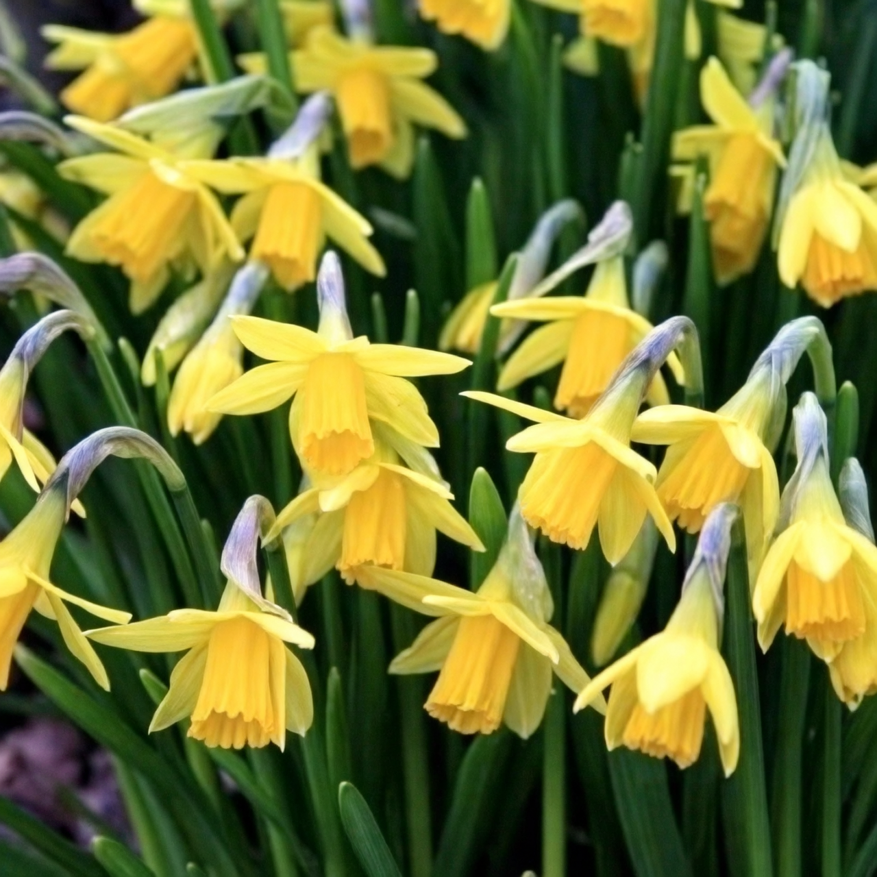 Chinese narcissus bulb offset division
