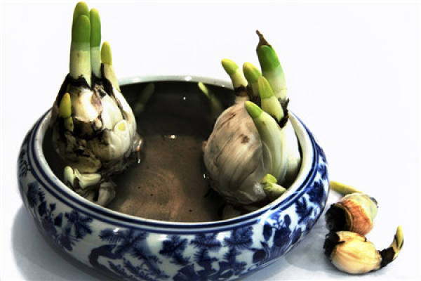 Chinese narcissus scale propagation bag