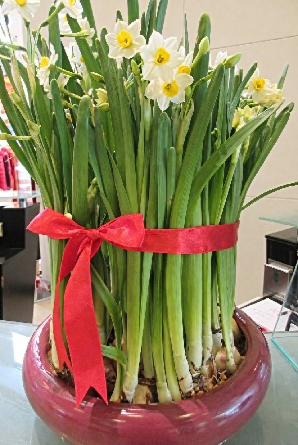 Chinese narcissus bulblets on scales close up