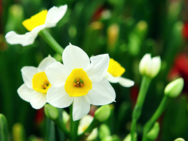 有毒但不必慌：养水仙与宠物/孩子共处的5条安全铁律