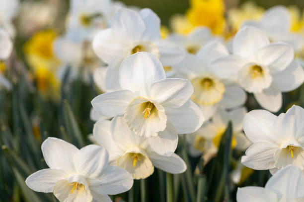 Chinese narcissus bulb cut close-up