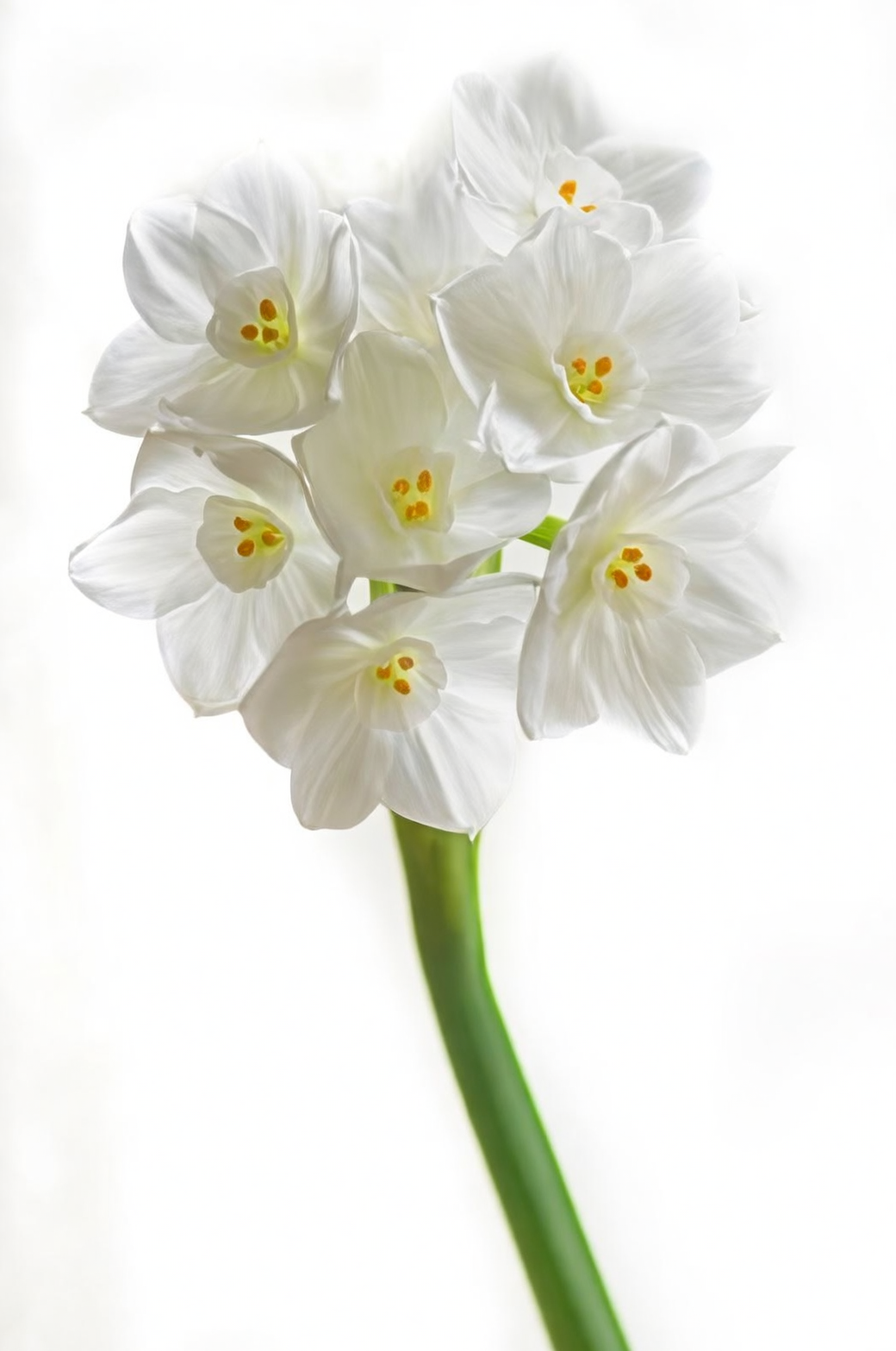 Chinese narcissus on high shelf
