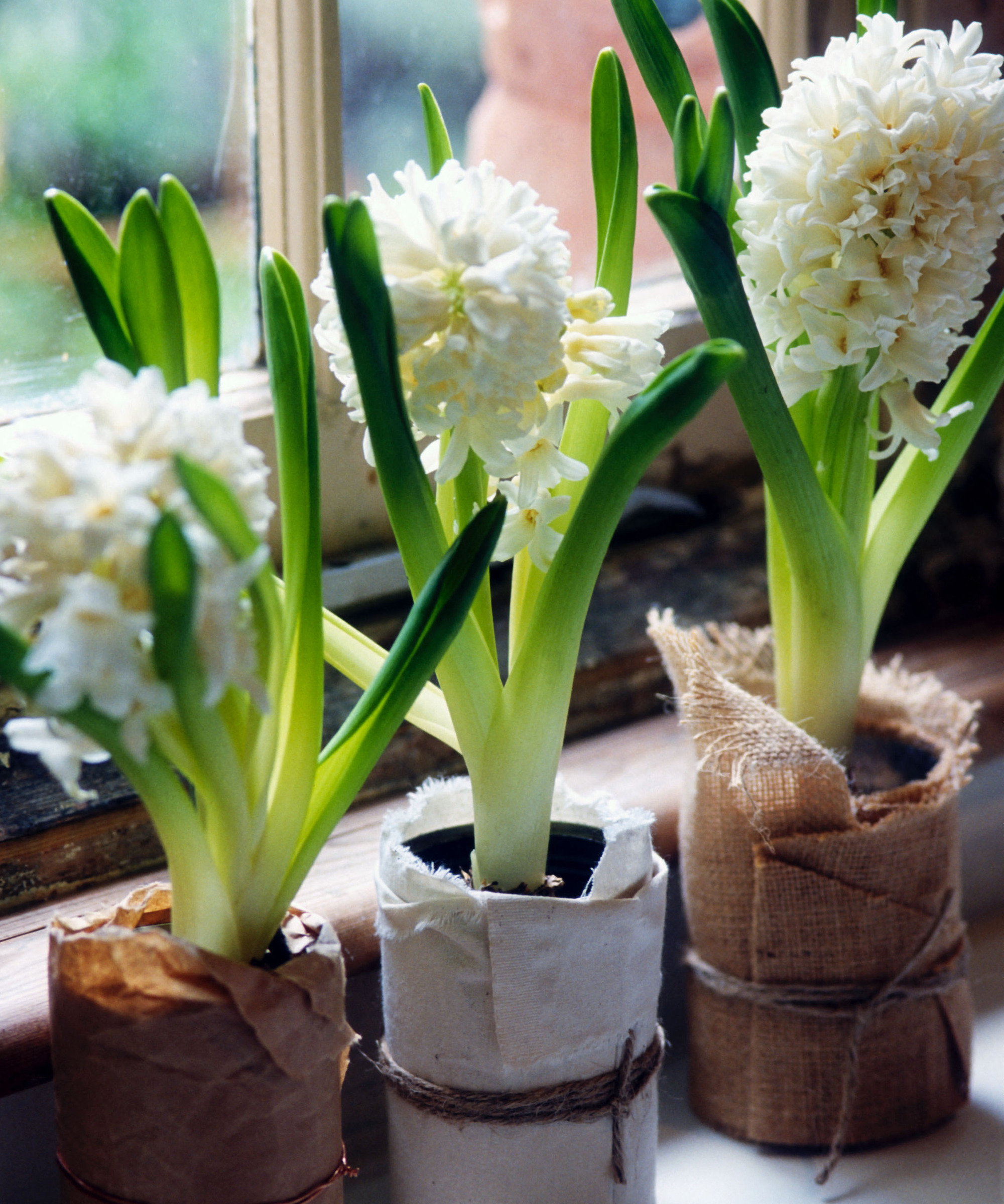 hyacinth windowsill morning light