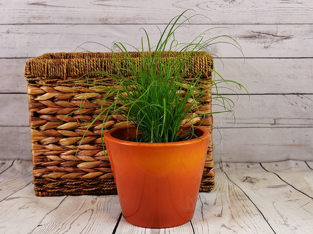 hyacinth water forcing glass vase