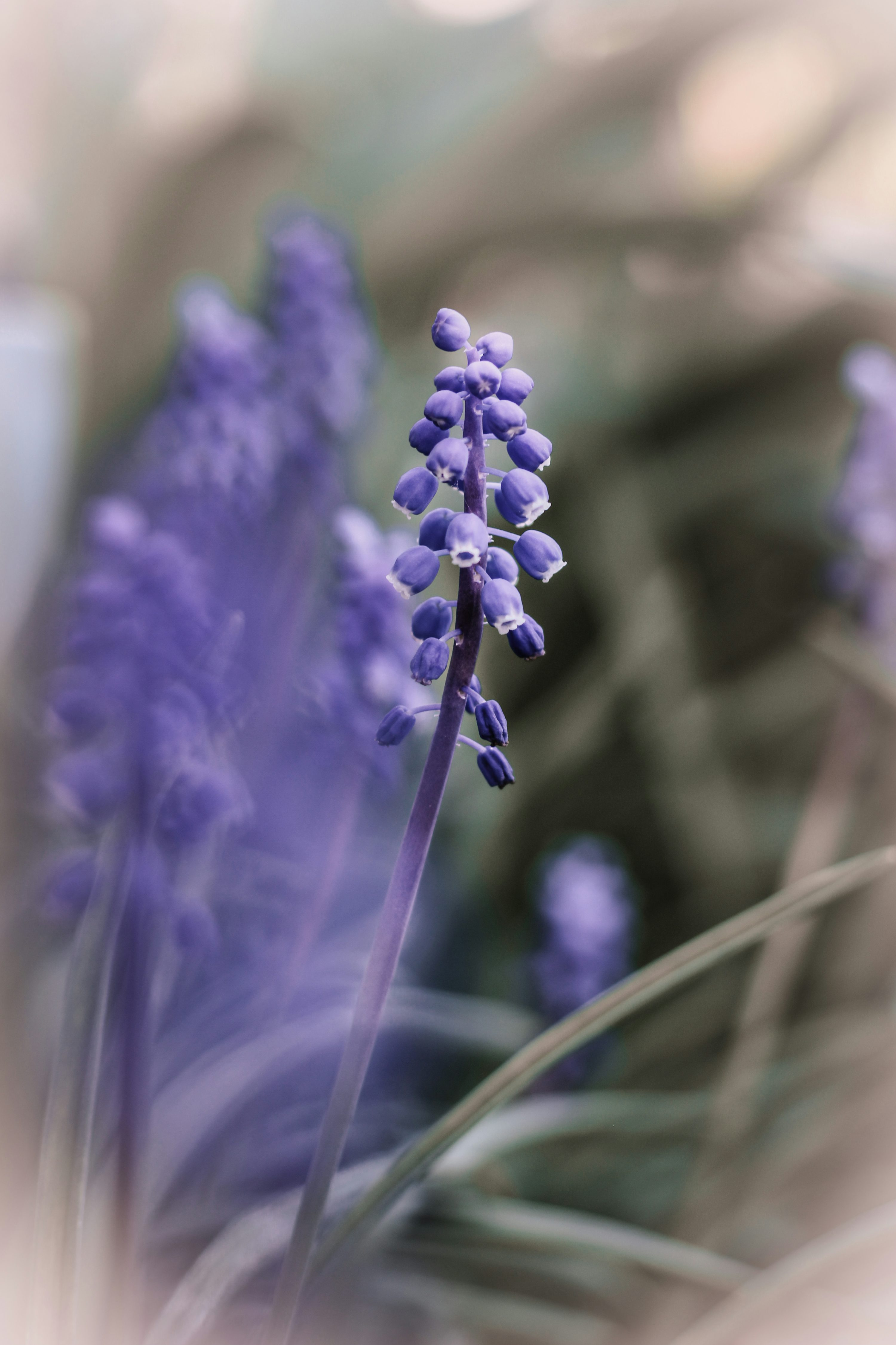 From Bed to Vase: Make Hyacinth Stems Last (and Keep That Scent Heavenly)