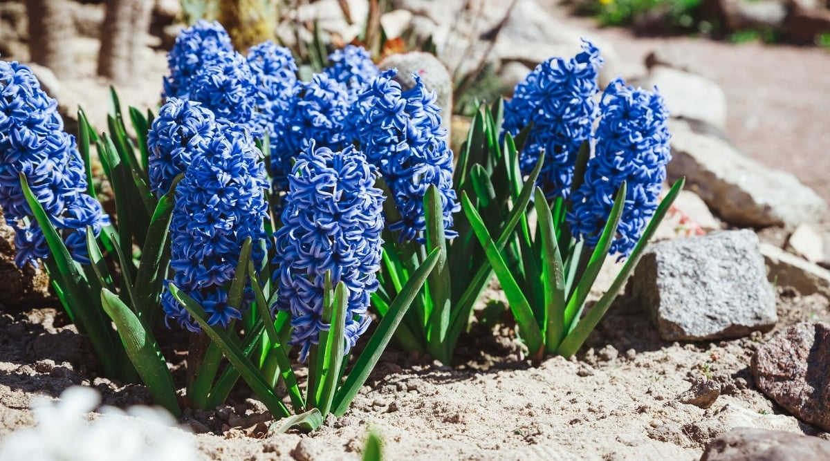 hyacinth harvest early morning garden
