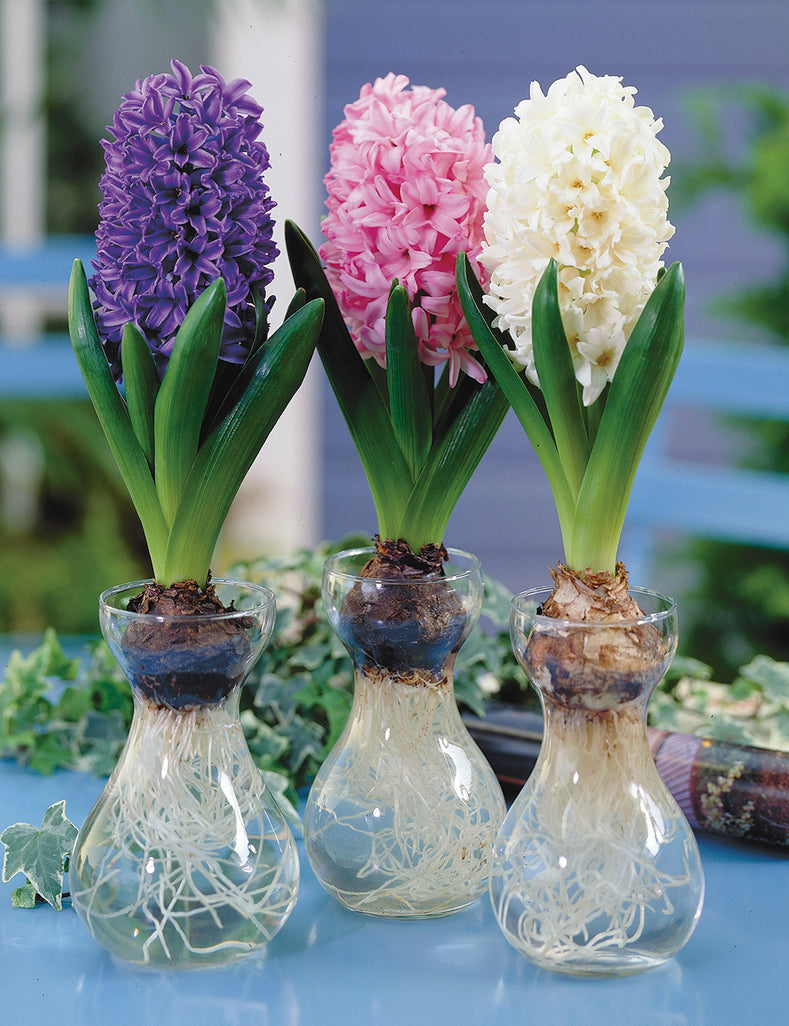 hyacinth stems hydrating upright paper