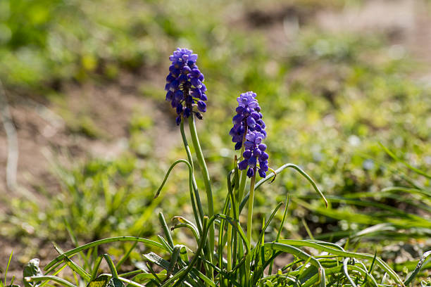 hyacinth clustered arrangement pin frog