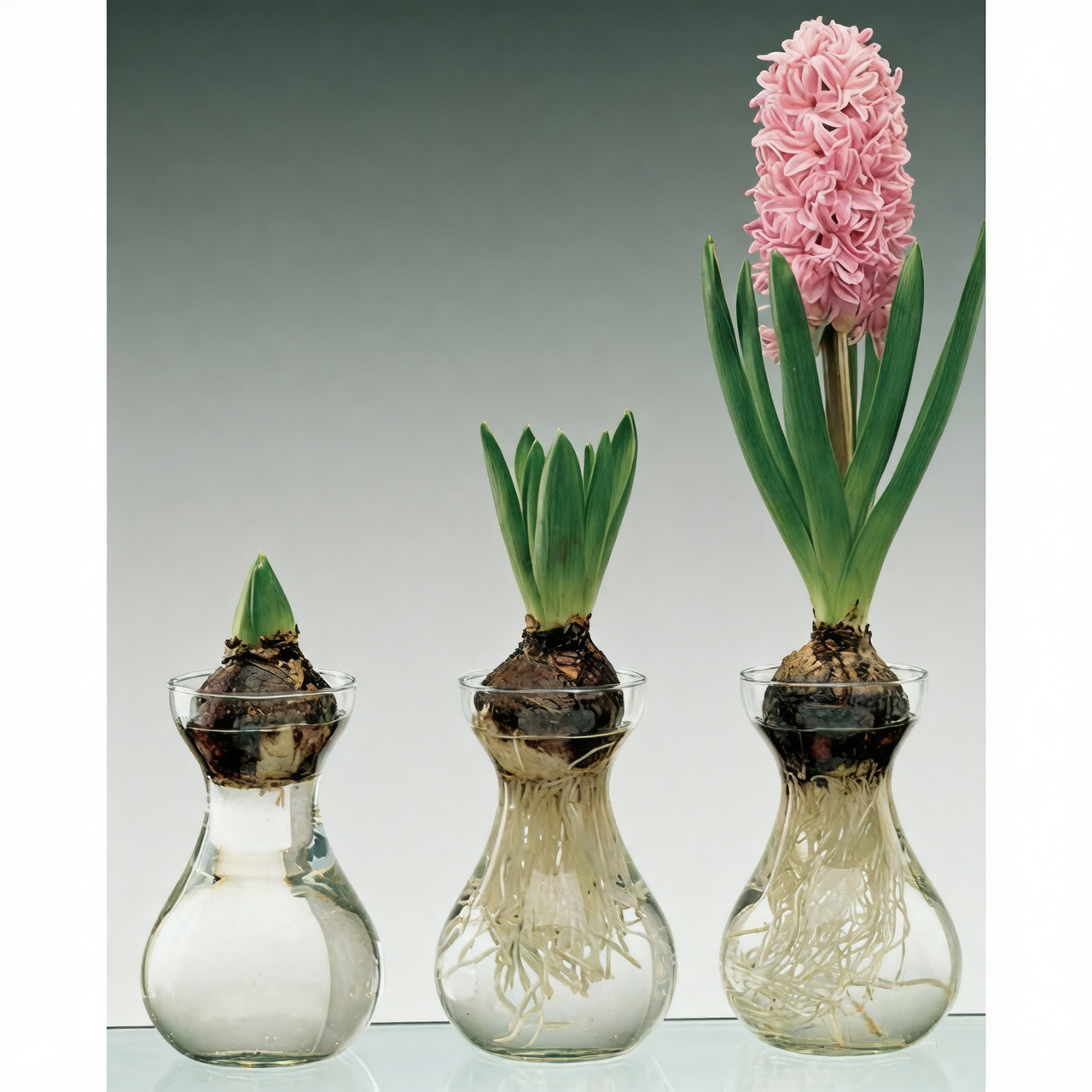 hyacinth bulb-on display glass vessel