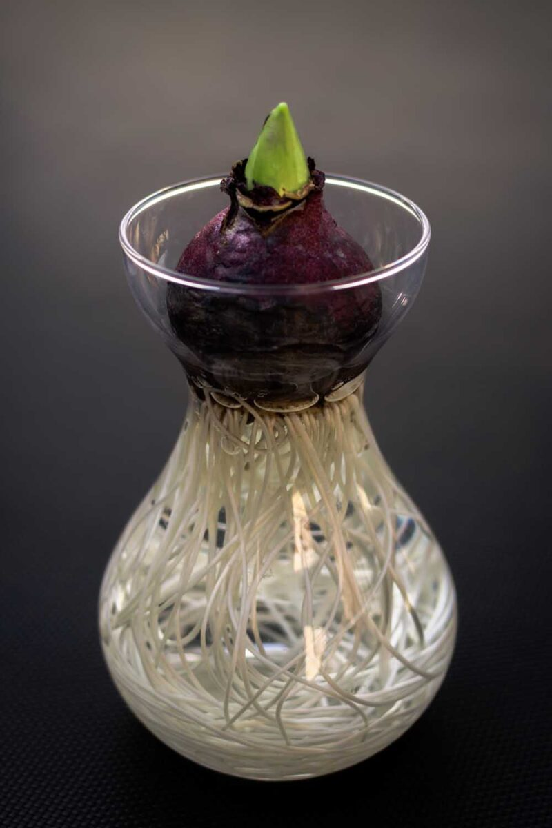 hyacinth bulbs outer tunic close-up