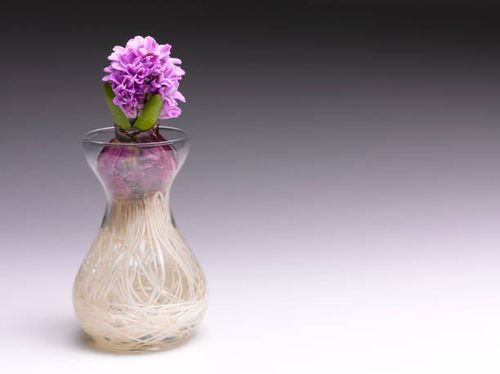 hyacinth glass vase waterline