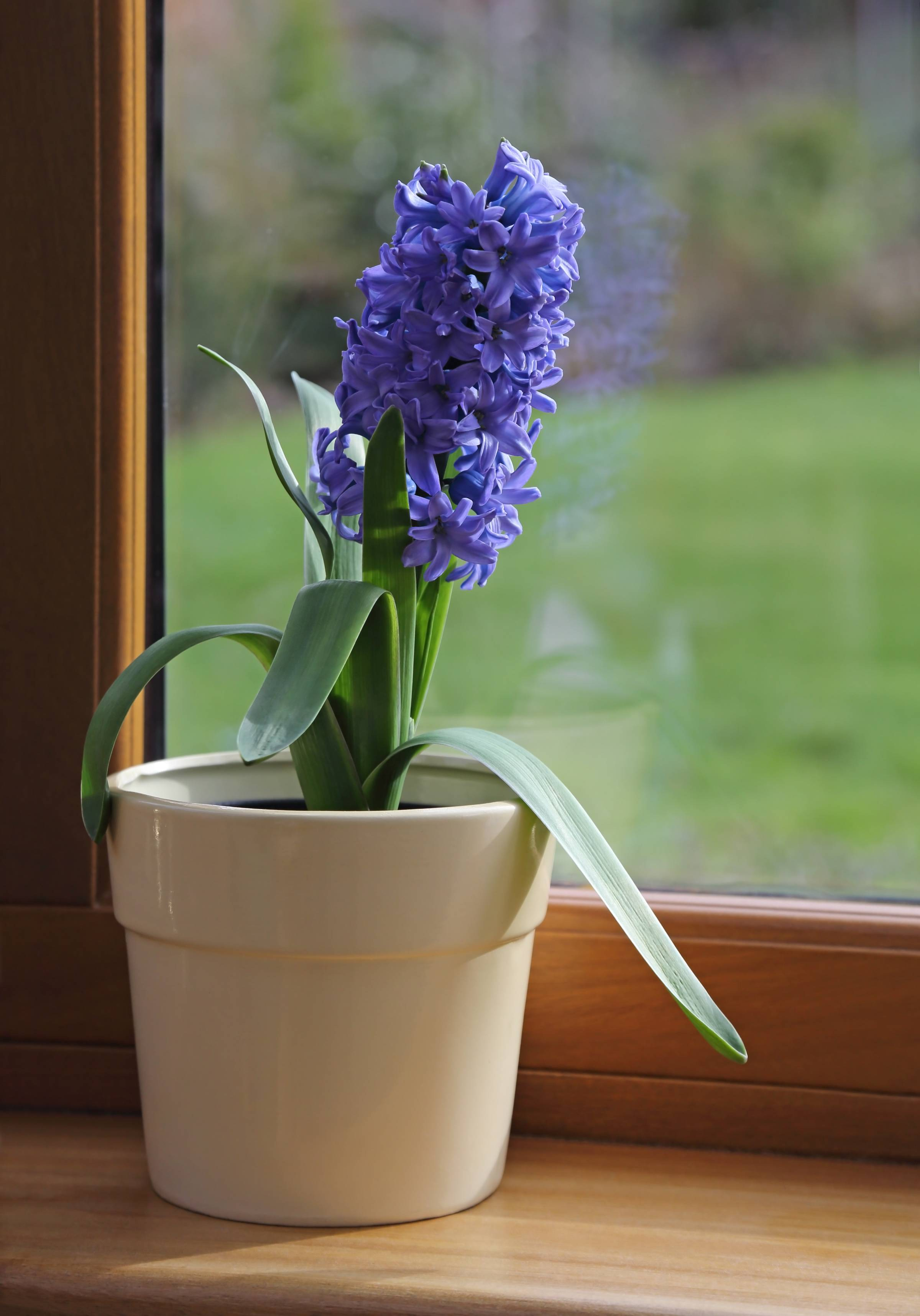 家有猫狗也能安心赏：风信子毒性与安全摆放、急救要点