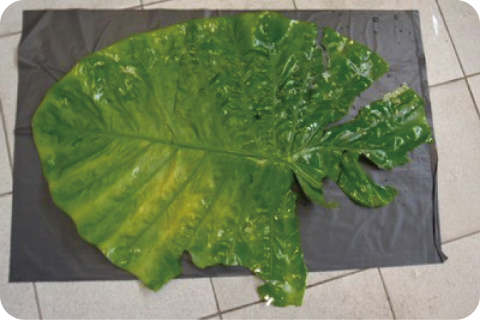 calcium oxalate raphides microscope