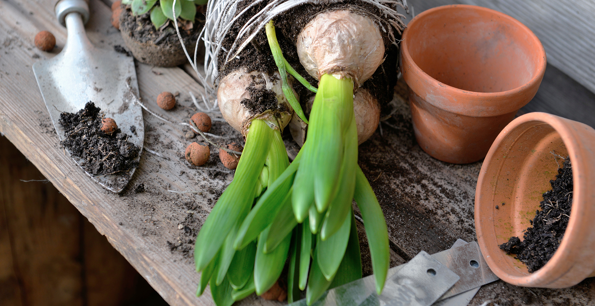 hyacinth bulbs drying after bloom