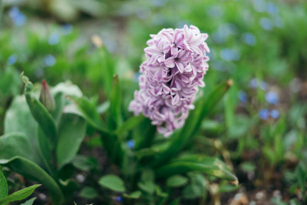 hyacinth water vase roots close-up