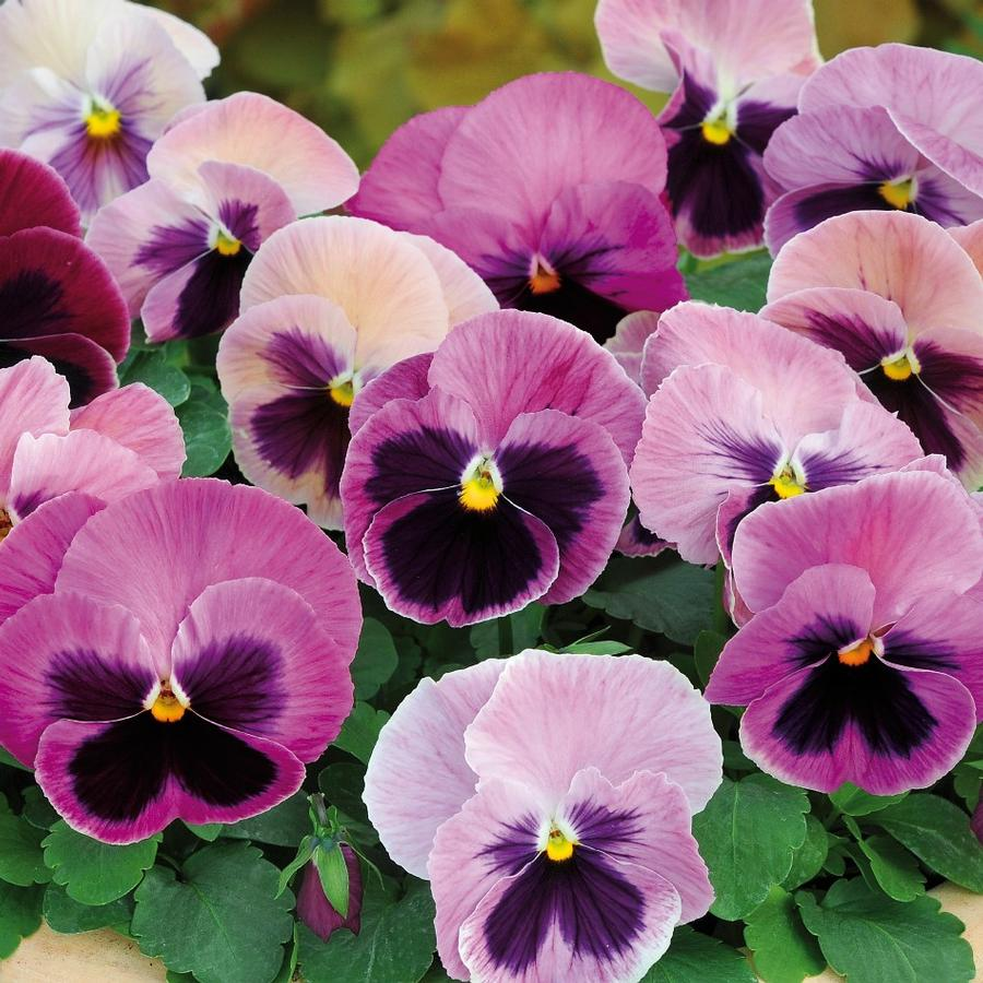 Tiny Faces Under Siege: Beat Aphids, Mildews, and Slugs on Pansies—Fast