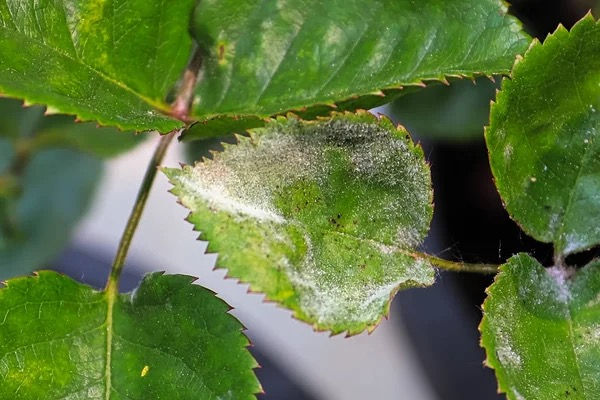 pansy leaf powdery mildew closeup