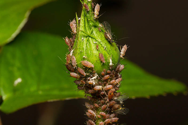 aphids on pansy bud ants