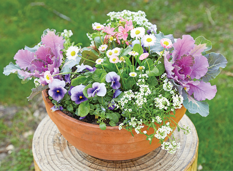 pansies spaced containers with fan