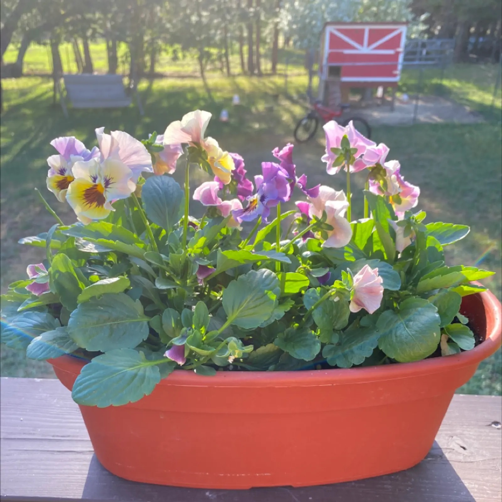 base watering pansy container hands