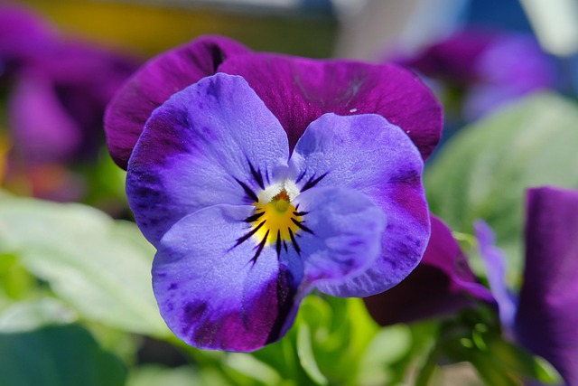 Thinking of You: The Flower Language of Pansies—From French ‘Pensée’ to Victorian Secret Love