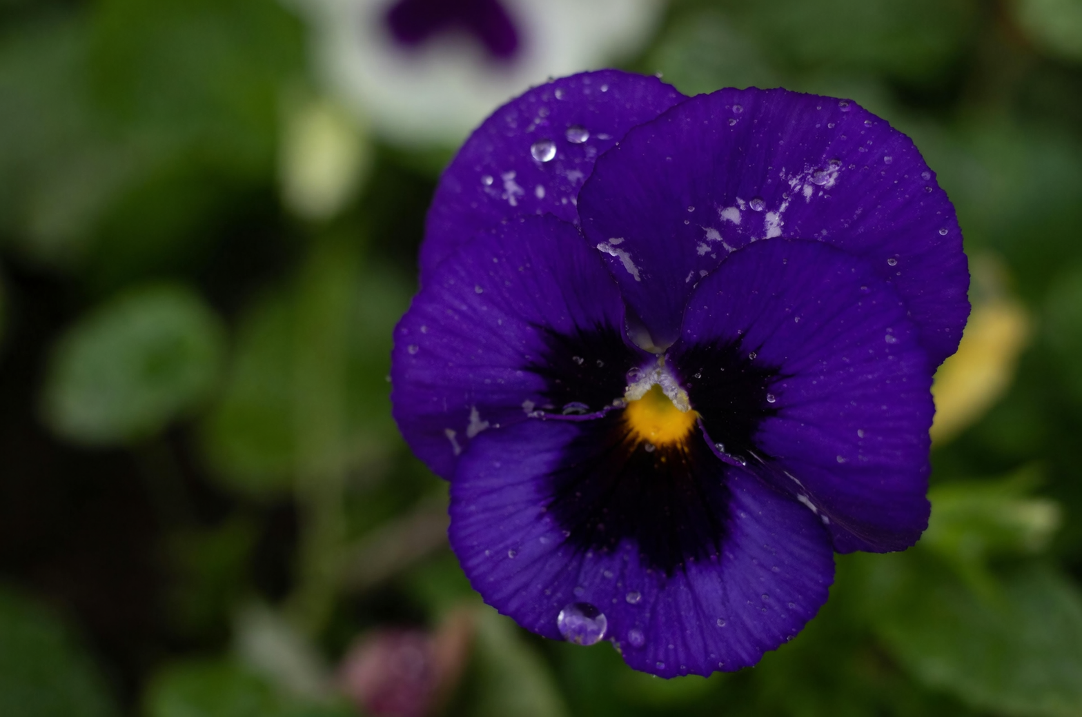 pansy and viola tricolor comparison